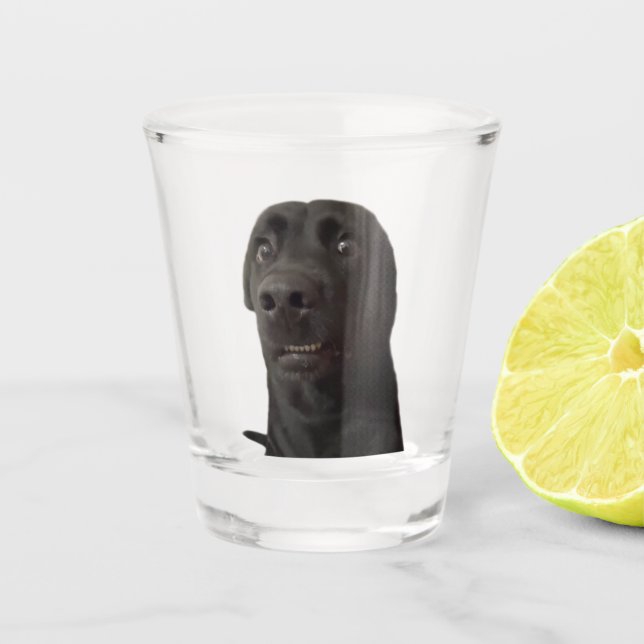 A Shot Verre Tiré Mème Chien Effrayé (Devant)