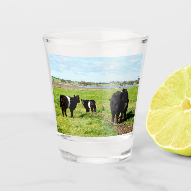 A Shot Verre Tiré, Vache Galloway Pour La Mère Et Le Bébé (Devant)
