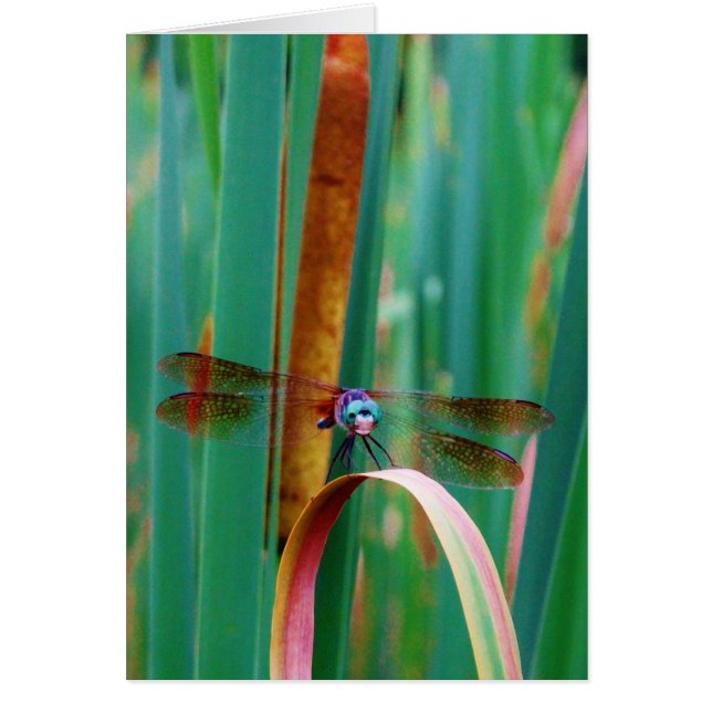 A teal Eyed Dragonfly with cattails (Devant)