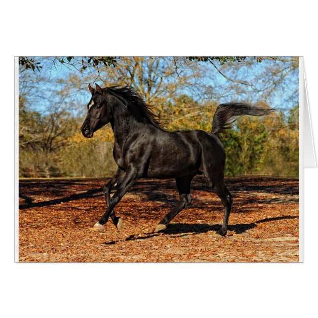 A travers les feuilles d'automne (Devant horizontal)