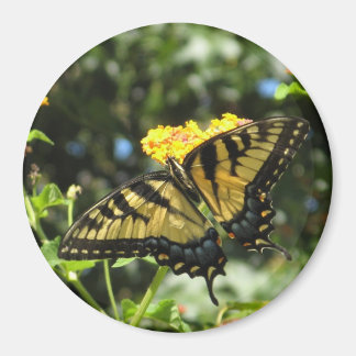 AA- Aimant à papillon à queue jaune