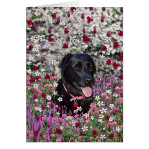 Abby en Fleurs - Chien de laboratoire noir