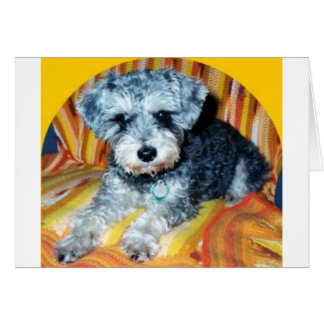 Abby le Schnoodle