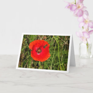 Abee de miel dans la carte Red Poppy