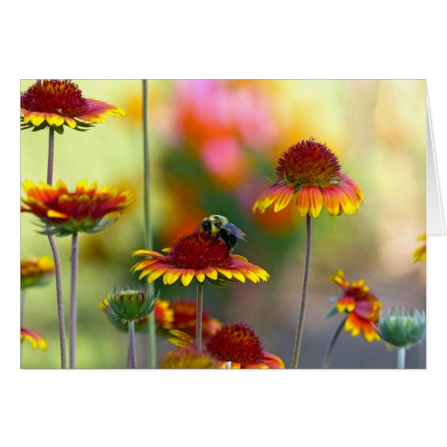 Abee sur Gaillardia (Devant horizontal)
