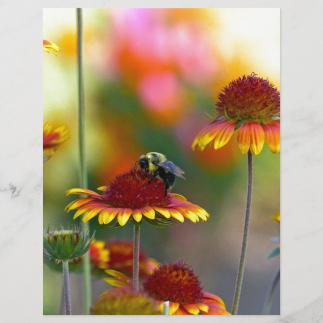 Abee sur Gaillardia (Devant)