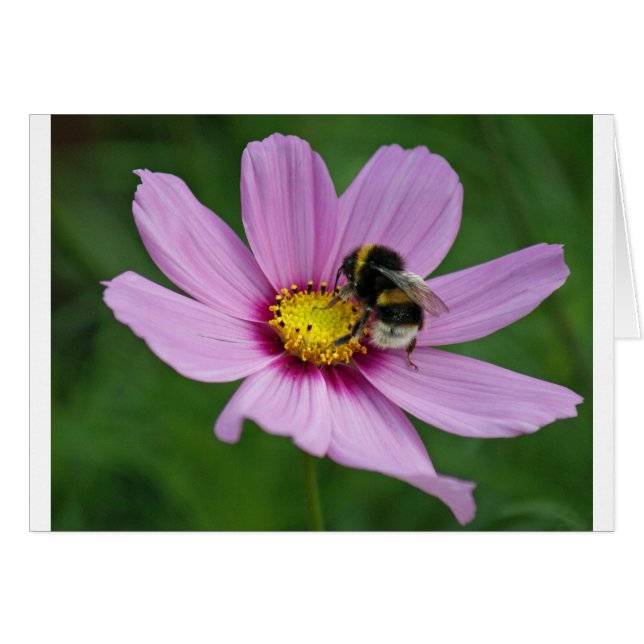 abeille (Devant horizontal)