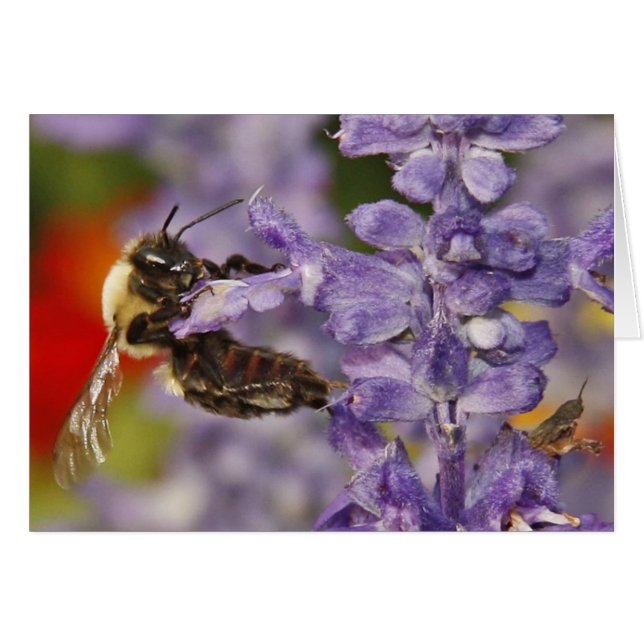 Abeille acrobatique (Devant horizontal)
