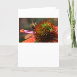 Abeille, carte