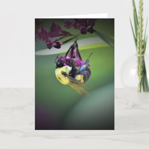 Abeille, carte