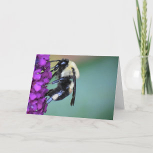Abeille, carte