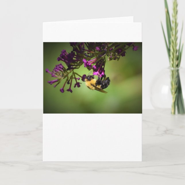 Abeille, carte (Devant)