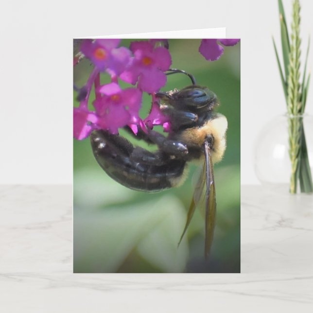 Abeille, carte (Devant)