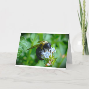 Abeille, carte