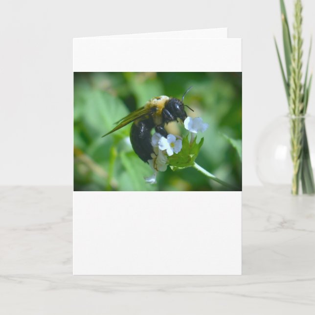 Abeille, carte (Devant)