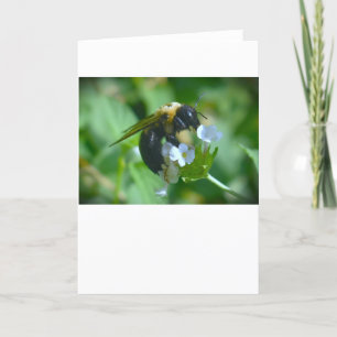 Abeille, carte