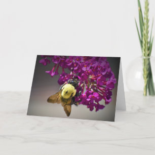 Abeille, carte