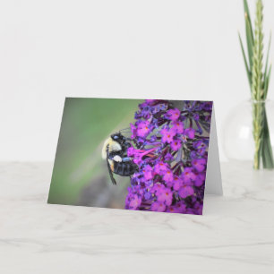 Abeille, carte