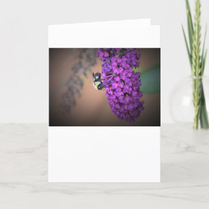 Abeille, carte