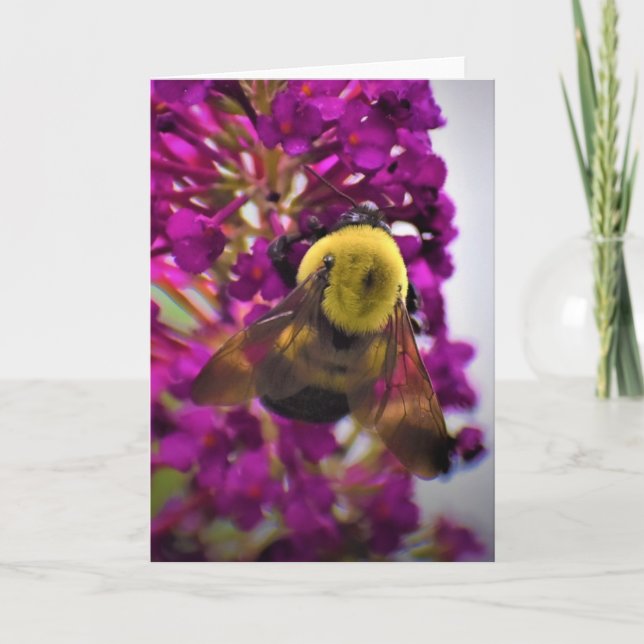 Abeille, carte (Devant)