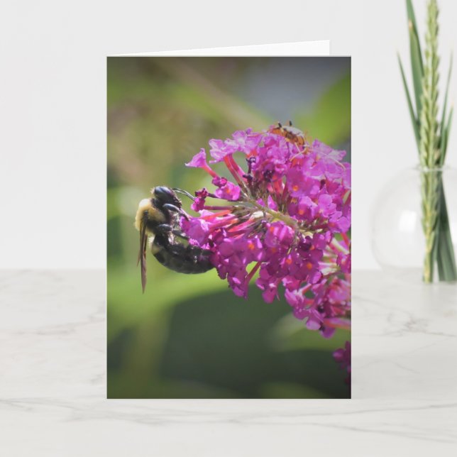 Abeille, carte (Devant)