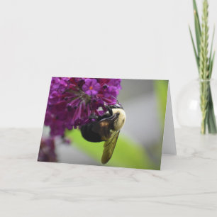 Abeille, carte