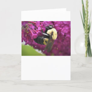 Abeille, carte