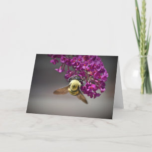 Abeille, carte