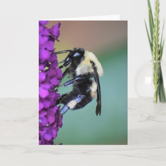 Abeille, carte (Devant)