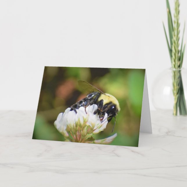 Abeille, carte (Devant)