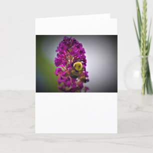 Abeille, carte