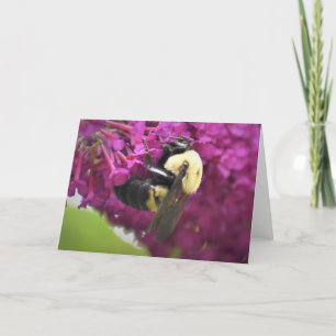 Abeille, carte