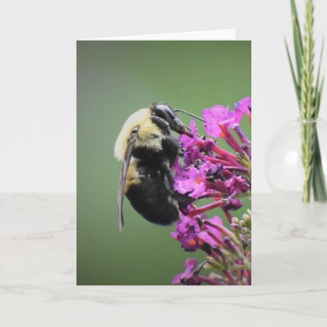 Abeille, carte (Devant)