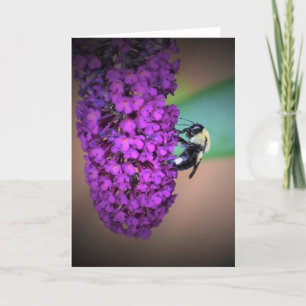 Abeille, carte