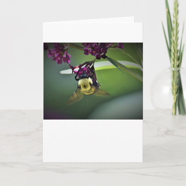 Abeille, carte (Devant)