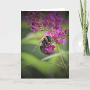 Abeille, carte