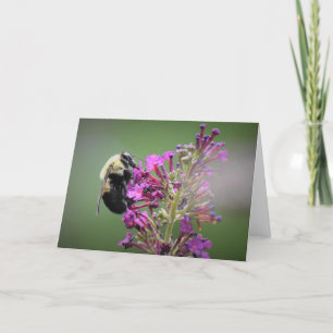 Abeille, carte