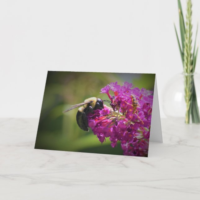 Abeille, carte (Devant)