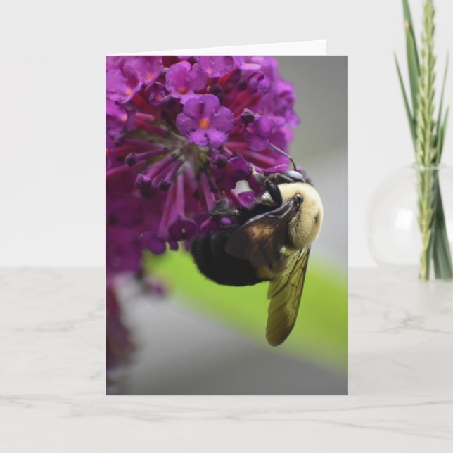 Abeille, carte (Devant)