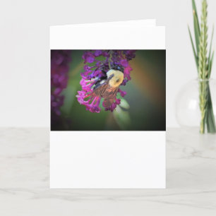 Abeille, carte