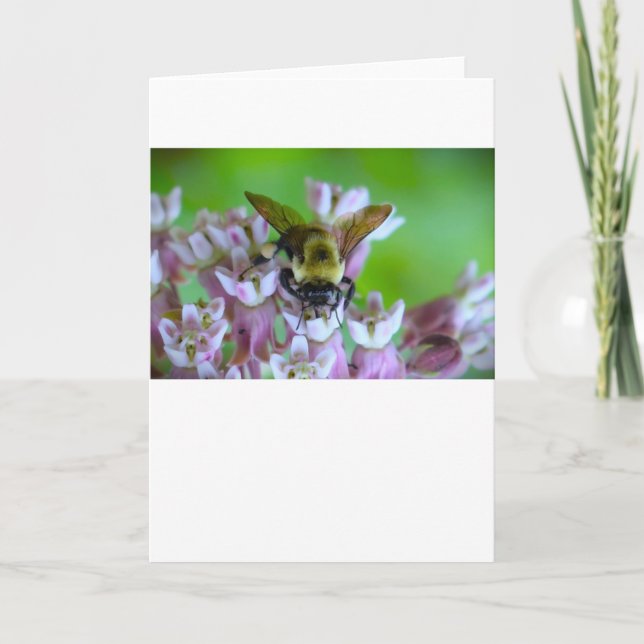 Abeille, carte (Devant)