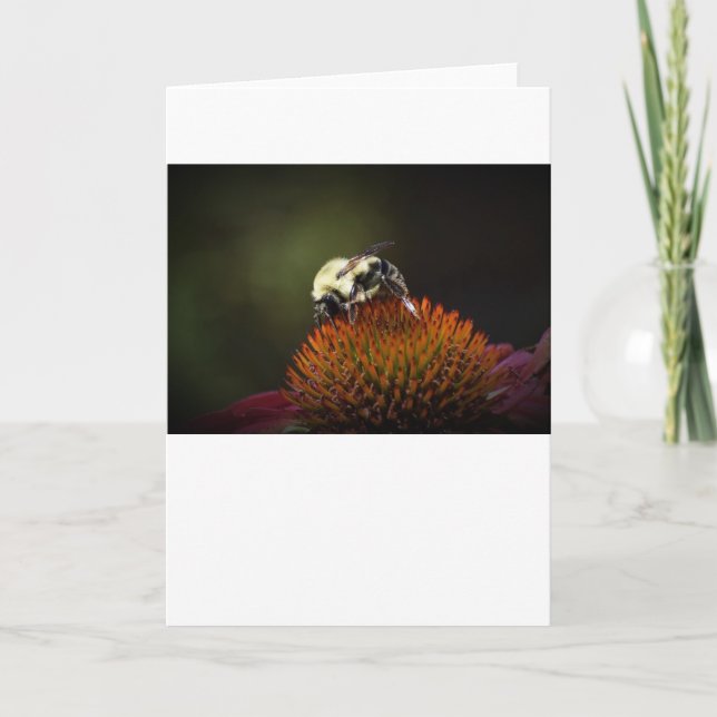 Abeille, carte (Devant)