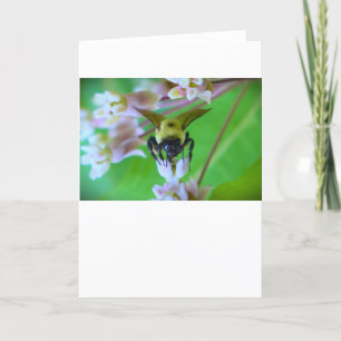 Abeille, carte