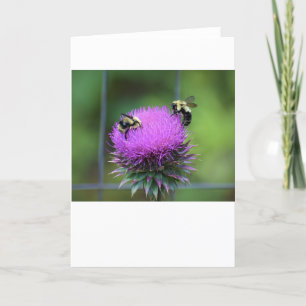 Abeille, carte