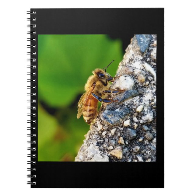 Abeille de miel 6,5 x 8,75 Carnet spiral (Devant)
