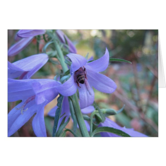 Abeille de miel à Harebell (Devant Horizontal)