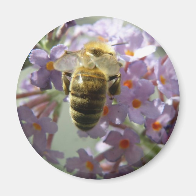 Abeille de miel et fleurs de bouddleia Magnet (Devant)