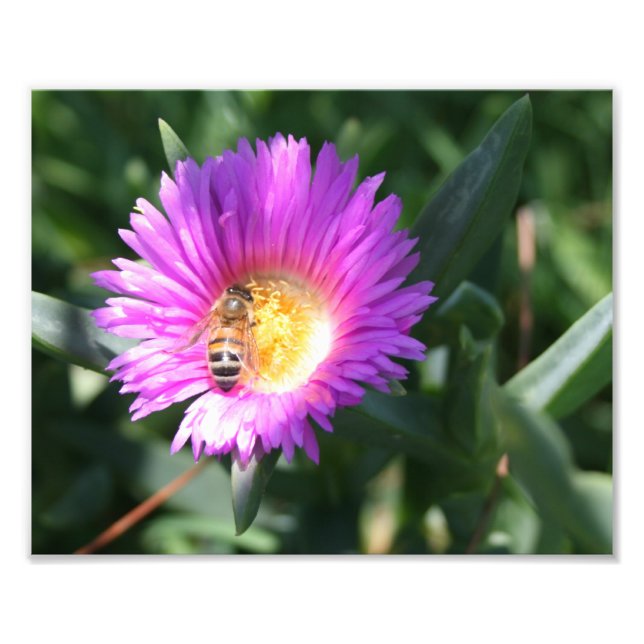 Abeille de miel sur marguerite rose - 10 x 8 Photo (Devant)