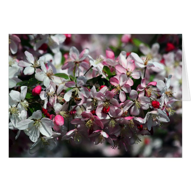 Abeille de miel visitant les fleurs de pomme (Devant horizontal)