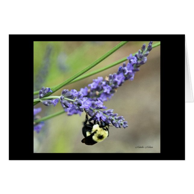 Abeille en lavande (Devant Horizontal)